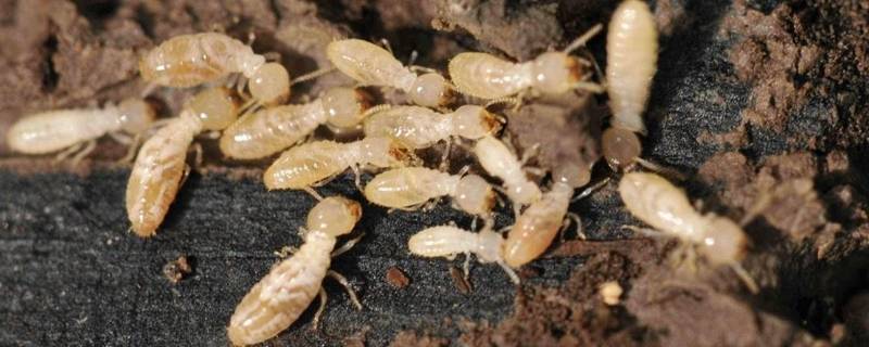 如何彻底灭绝屋里的白蚁 家里有白蚁怎么能灭绝?