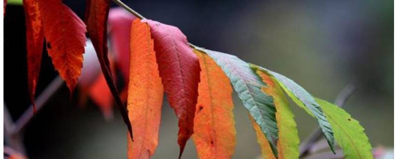 树叶为什么会变色 树叶为什么会变色为什么会掉下来