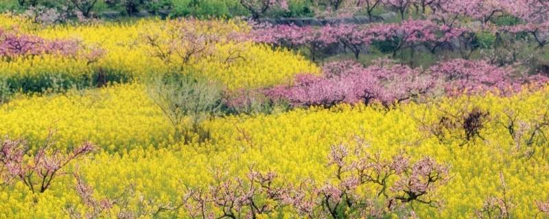 春游适合带什么食物（春游可以带什么美食）