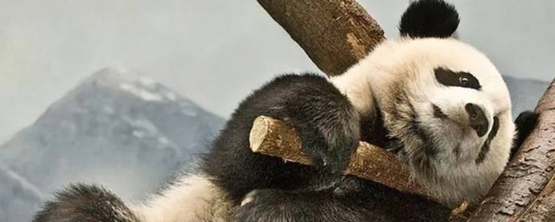 大熊猫的特点有哪些（国宝大熊猫的特点有哪些）