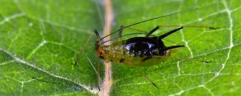 蚜虫是什么样子的（植物上的蚜虫是什么样子）