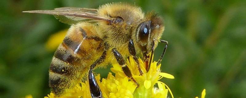 分蜂热是什么意思 蜜蜂分蜂热是什么意思