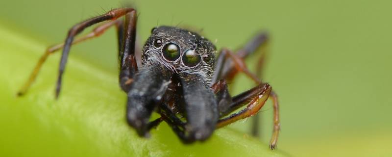 大蚁蛛的特点 大蚁蛛同类动物有哪些