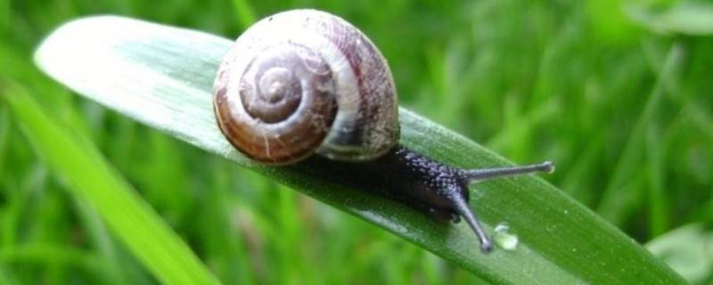 普通蜗牛吃什么 普通蜗牛吃什么?