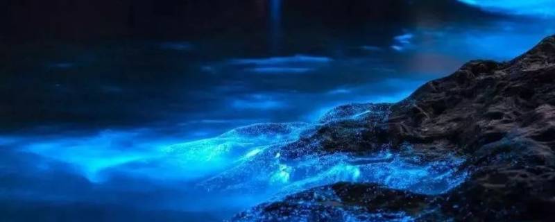 荧光海是怎么形成的 舟山荧光海是怎么形成的