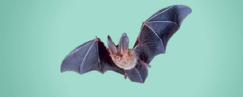 蝙蝠的特点 蝙蝠的特点和生活特征