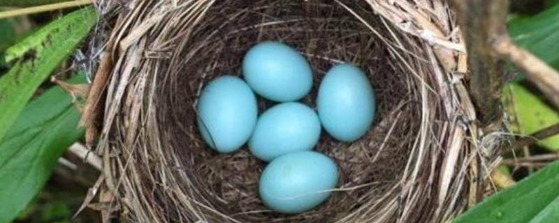 淡绿色蛋壳是什么鸟的蛋（浅绿色的蛋是什么鸟）