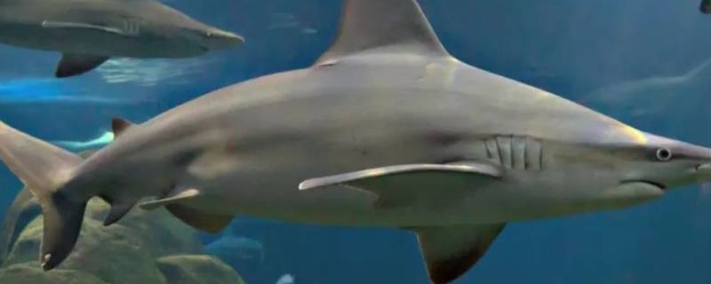 条纹斑竹鲨的特点 条纹斑竹鲨寿命