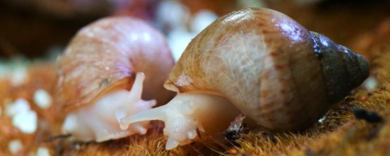 白玉蜗牛和非洲大蜗牛的区别 白玉蜗牛和非洲大蜗牛一样吗
