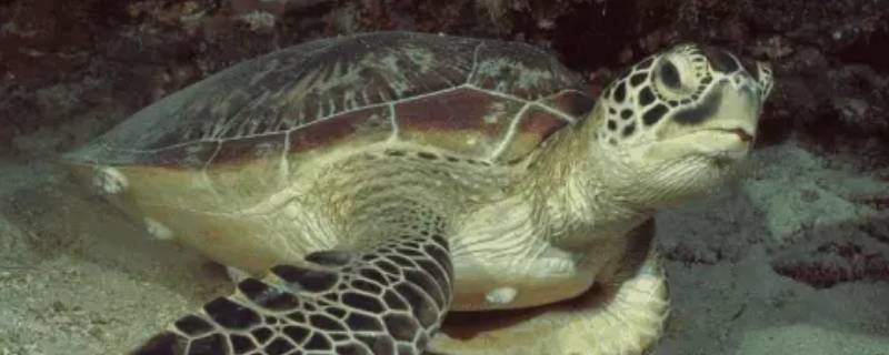 太平洋丽龟的特点（太平洋蠵龟）