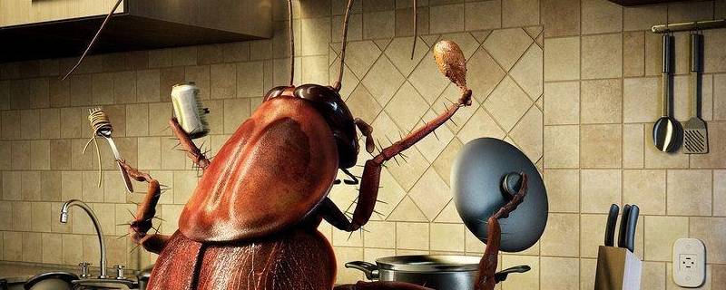 厨房蟑螂从哪里来的 厨房的蟑螂是怎么来的