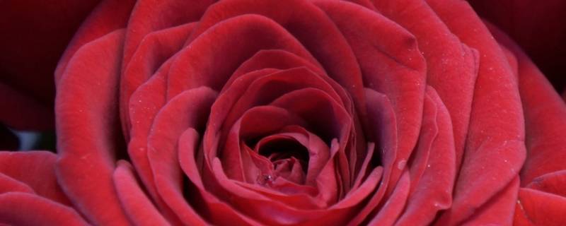 22朵红玫瑰花语是什么（21朵红玫瑰花的花语是什么）