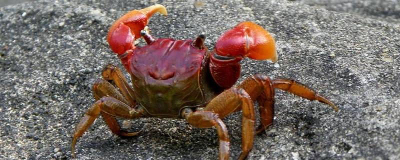 螃蟹与螃蜞的区别 螃蟹和螃蟹有什么区别