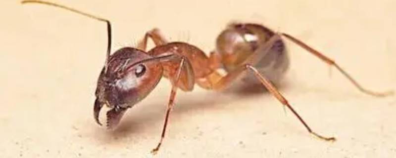 蚂蚁洞为什么是天然的指南针 蚁窝是天然指南针吗