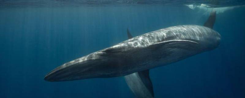 露脊鲸的特点 北露脊鲸和南露脊鲸的区别