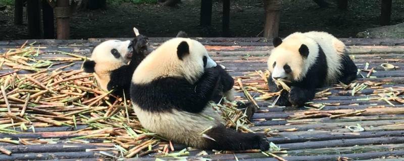 大熊猫如何吃竹子（大熊猫如何吃竹子的描写）