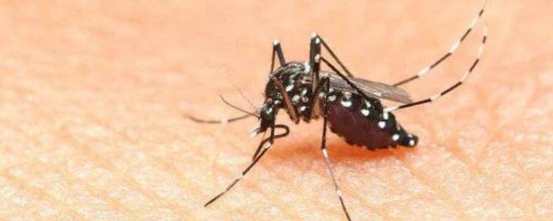 蚊子在生物链中起什么作用 苍蝇蚊子在生物链中起什么作用