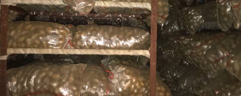 土豆保鲜库储存方法 土豆冷藏保存