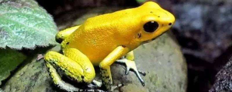 黄金箭毒蛙的特点（箭毒蛙有什么特点）