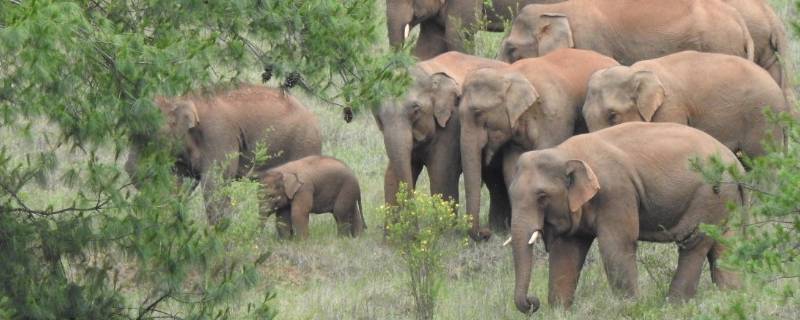 大象群居生活方式 大象的群居生活