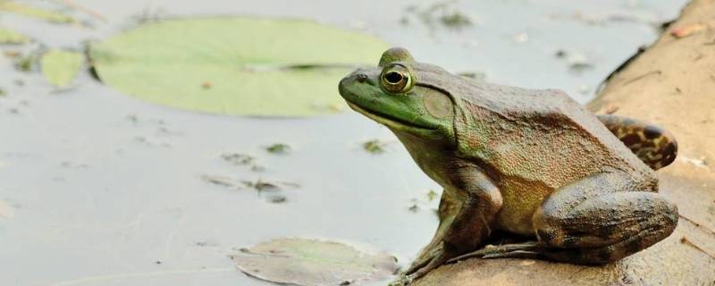 牛蛙的特点 牛蛙的特点有哪些