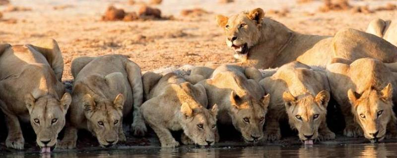 狮群的自然法则 狮群的自然法则观后感