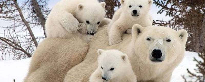 北极熊寿命 北极熊寿命一般多少年