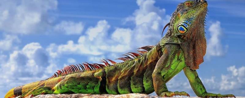iguana是变色龙吗 这是变色龙吗