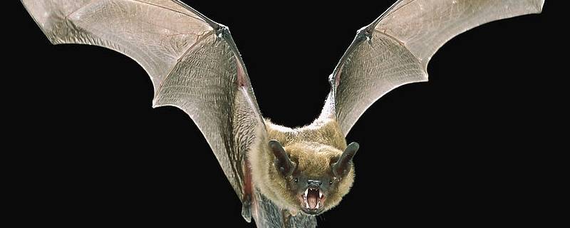 蝙蝠习性 蝙蝠的特性与特征
