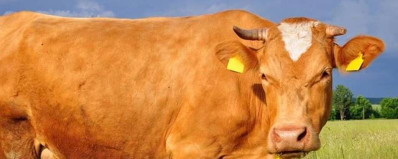 牛的美称有哪些 古代牛的雅称