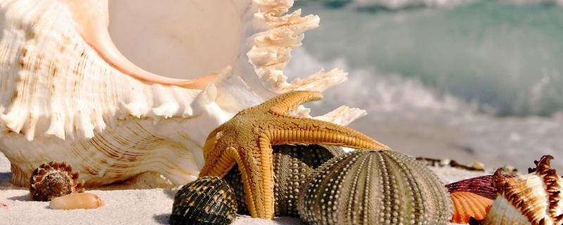 海螺品种 海螺品种图片