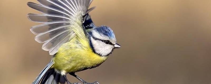 6条保护鸟类的标语 有哪些保护鸟类的标语口号