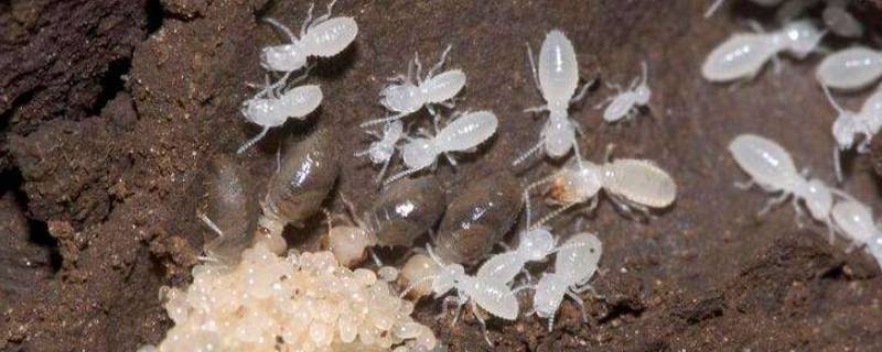 很多白蚁飞进房间怎么处理 白蚁飞进屋里来怎么处理