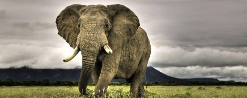 大象最喜欢吃三种水果 大象喜欢吃哪些水果