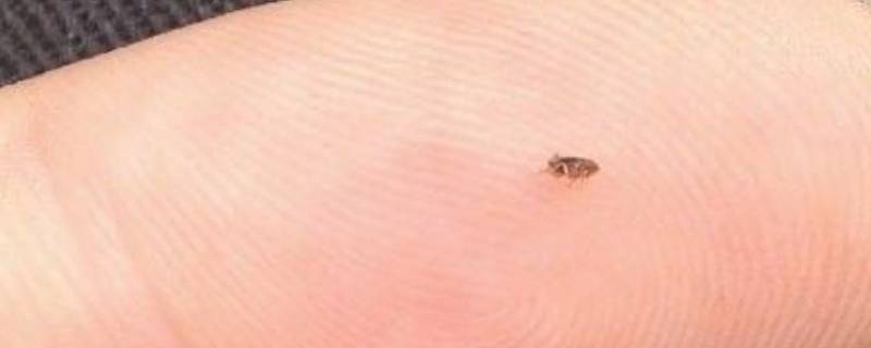 床上有黑色的小虫子是什么虫 硬壳虫