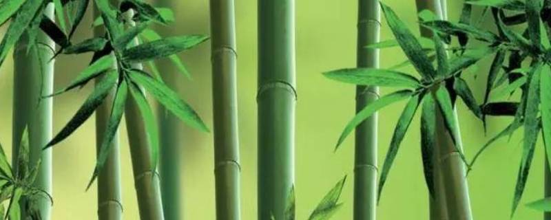 竹子的外形特征（竹子的外形特征生活环境及特点）