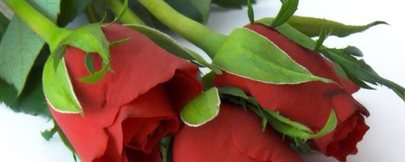新鲜玫瑰花瓣如何利用 玫瑰花鲜花瓣可以怎么使用