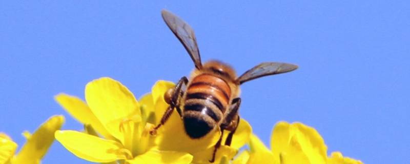 关于蜜蜂的宣传标语有哪些 蜜蜂宣传语有哪些?
