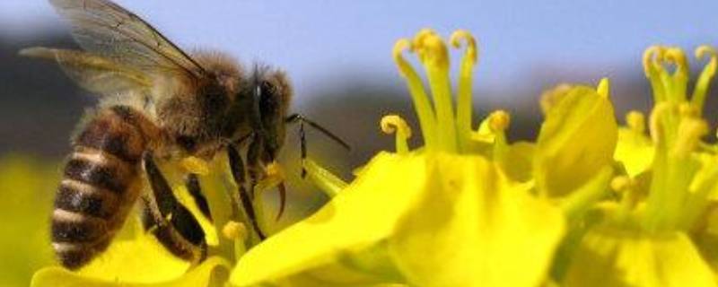 为什么蜜蜂可以辨别方向 蜜蜂能辨别方向