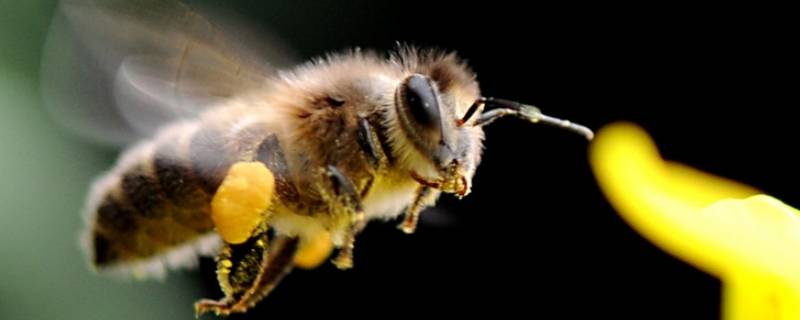 保护蜜蜂的广告宣传语（关于保护蜜蜂的广告语）