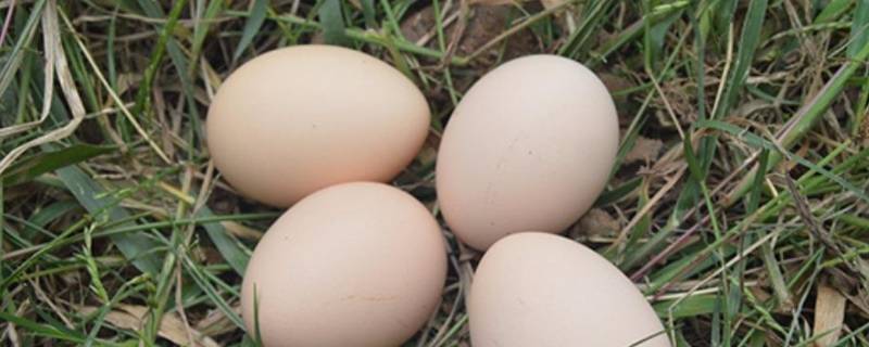 白凤蛋是什么鸡蛋 白凤乌鸡的蛋