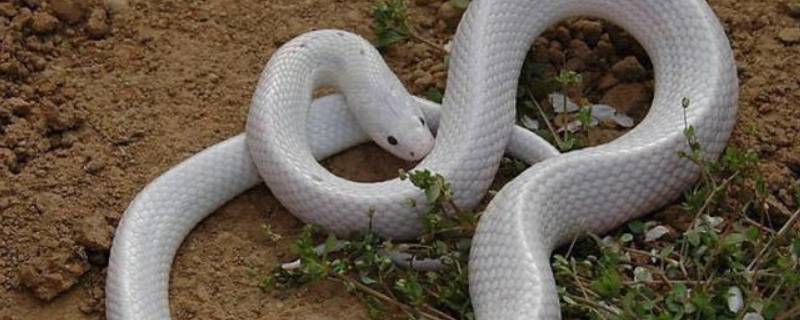 白色的蛇是什么品种（白色的蛇是什么品种有毒吗）