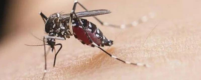 艾草熏蚊子的正确方法 艾草可以用来熏蚊子吗