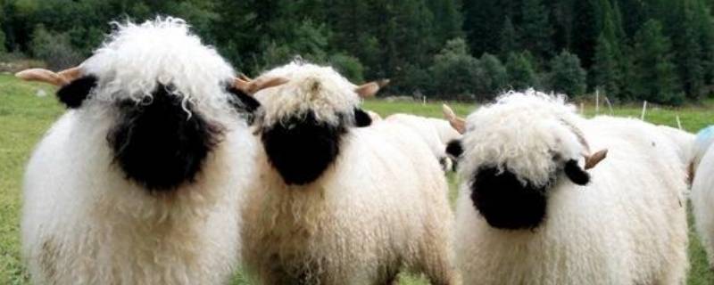 羊粪如何自然发酵 羊粪怎么才能发酵