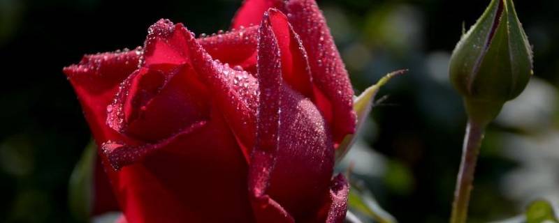 买的玫瑰花束怎么保持时间久一点 买的玫瑰花束怎么保持时间久一点不变色
