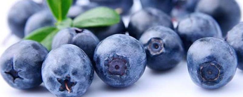 清洗蓝莓的正确方法 清洗蓝莓的正确方法兰梅的营养什么