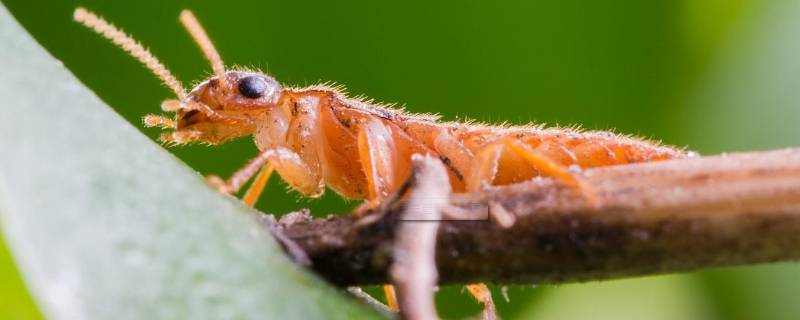 为什么大水蚁在下雨天才出现 大水蚁为啥下雨了才会出来