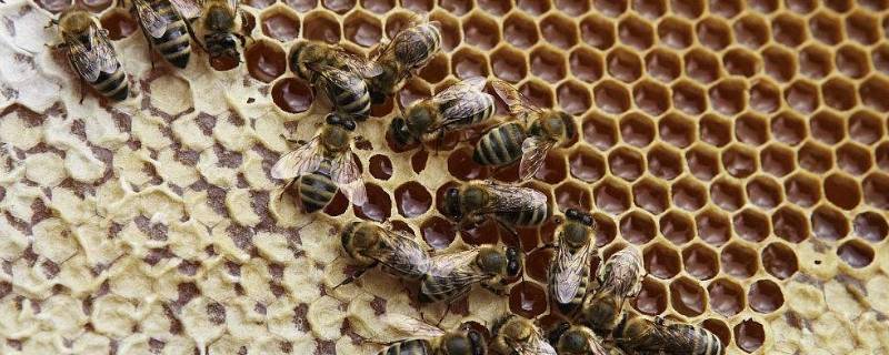 蜜蜂巢脾是什么东西 蜜蜂巢脾是什么东西做的