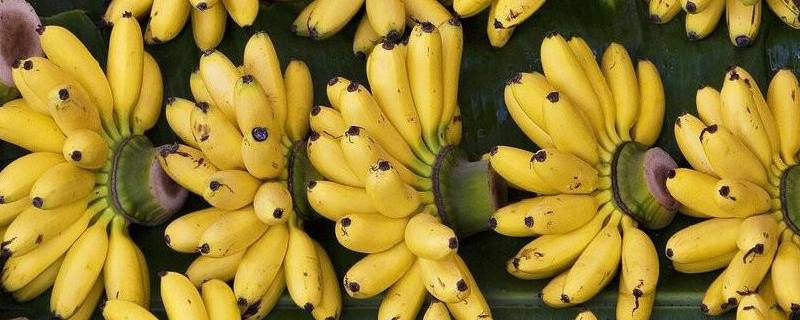 短粗的香蕉是什么香蕉 特别粗的香蕉是什么