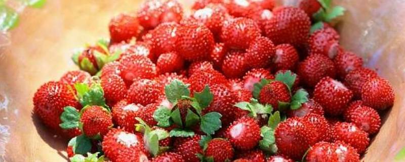 山上的野草莓叫什么（长在地上的野草莓叫什么）